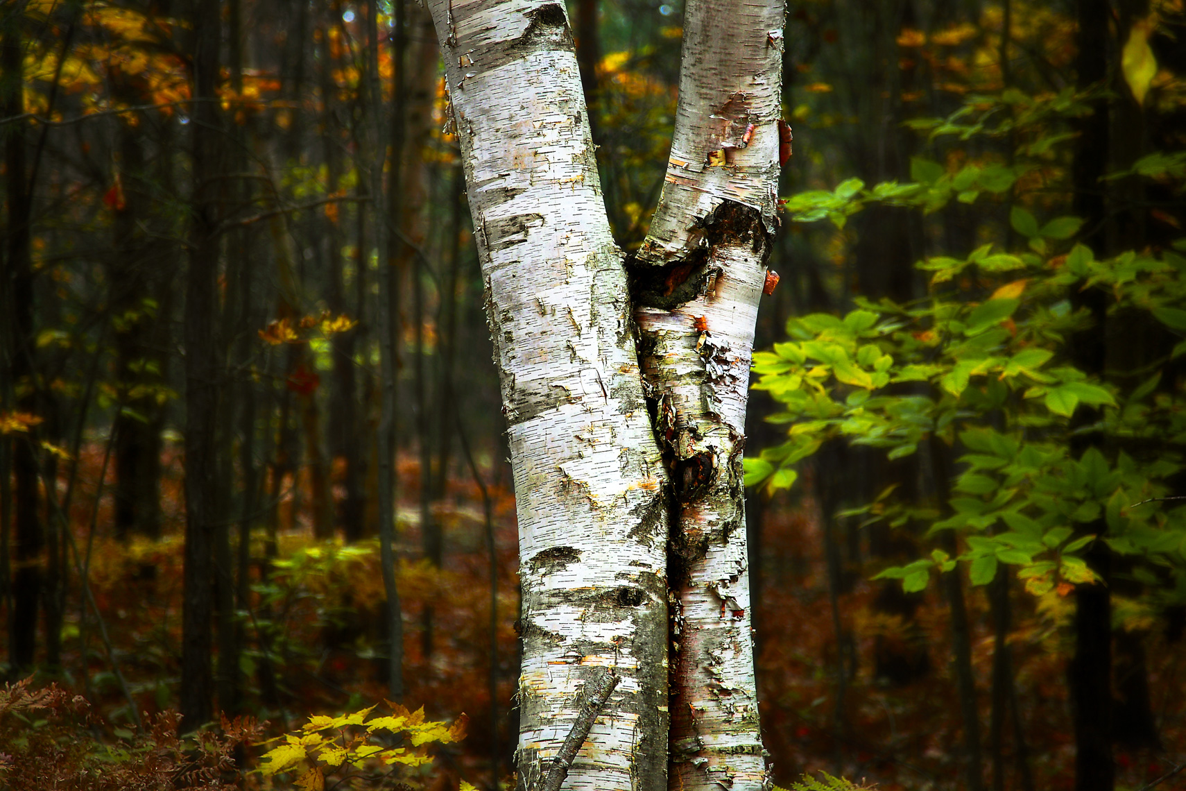 Fall_PerchLake_TwinBirch.jpg